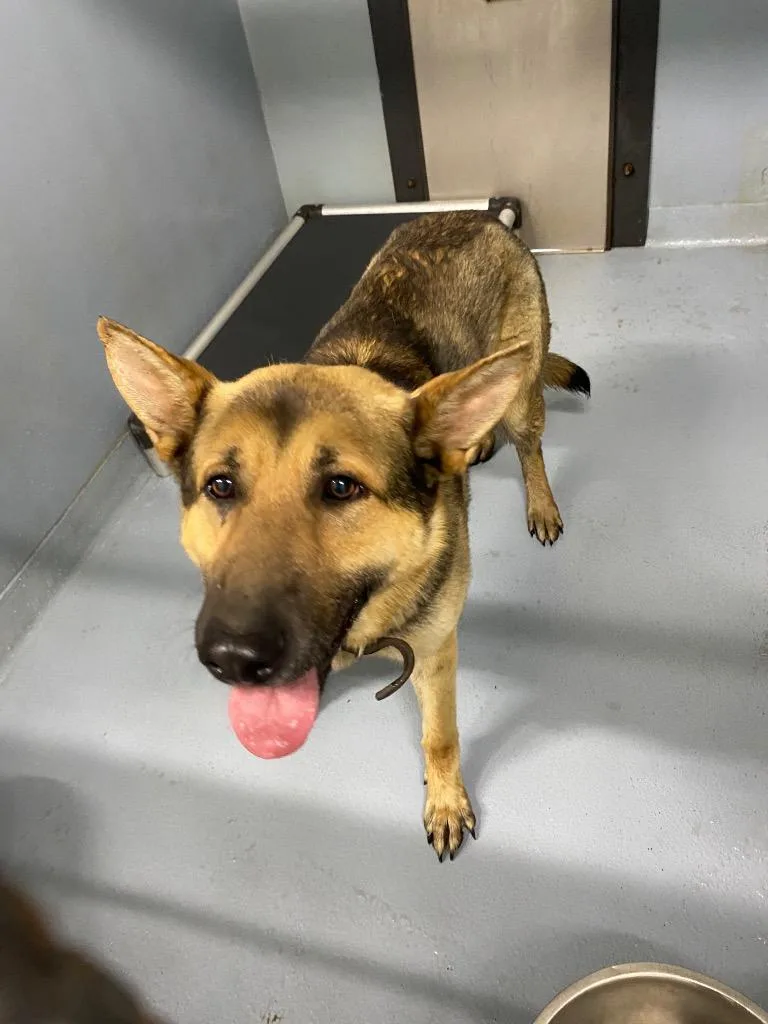 An adult large-sized male German Shepherd Dog dog named Schnitzel for adoption in Cartersville , GA