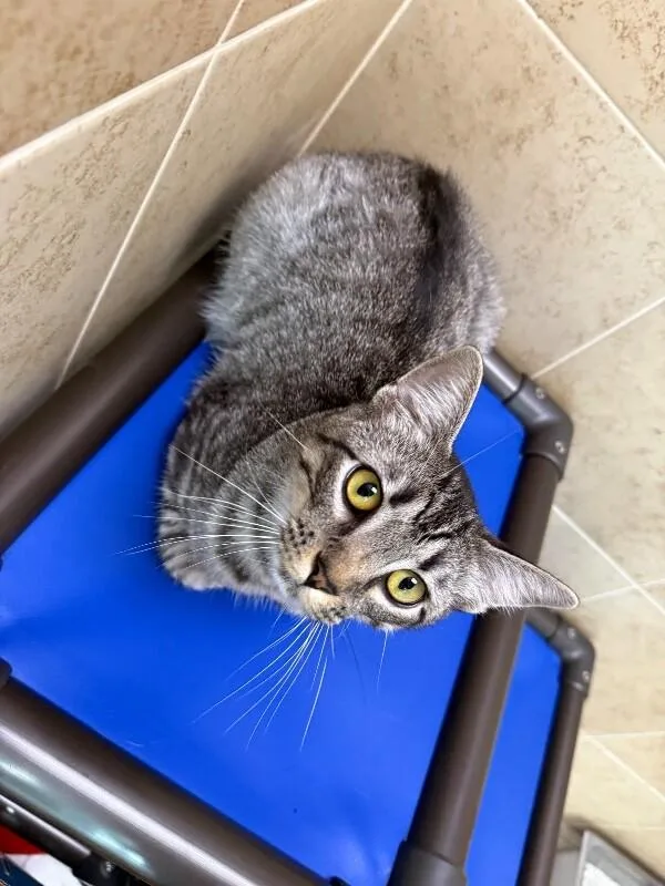 A young medium-sized male Tabby (Brown / Chocolate) Domestic Short Hair cat named Micheal for adoption in Hobbs, NM