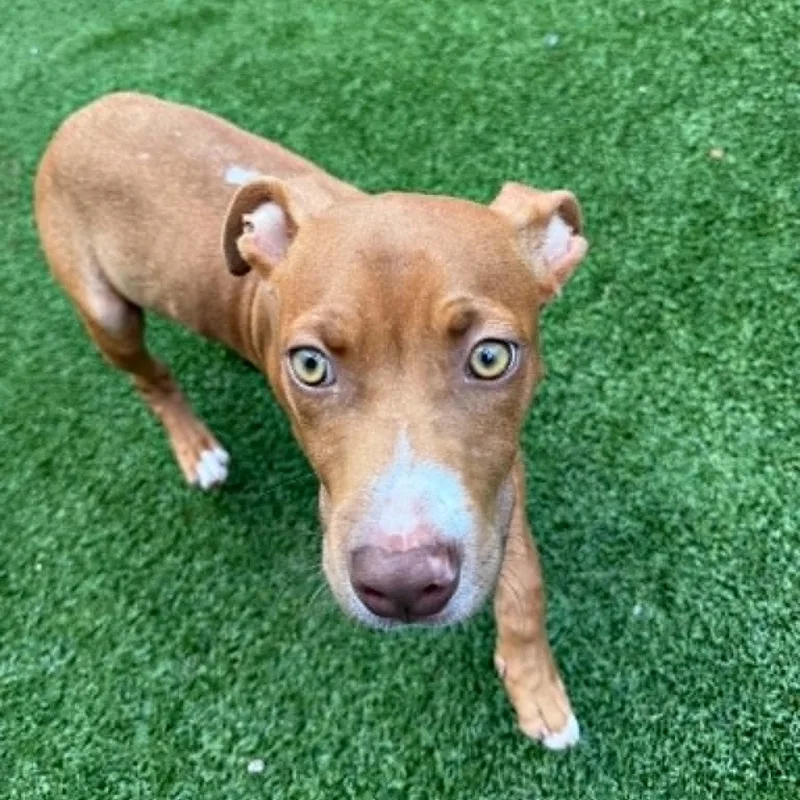A baby medium-sized male Pit Bull Terrier dog named Clifford for adoption in Groton, CT