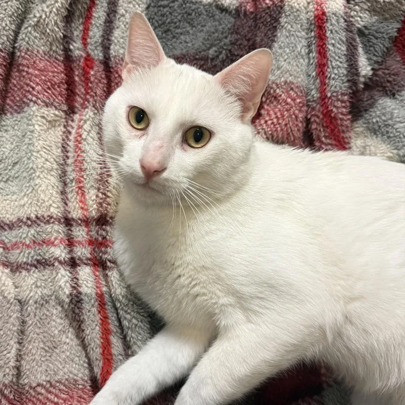 An adult medium-sized male White Domestic Short Hair cat named Ringo for adoption in South Elgin, IL