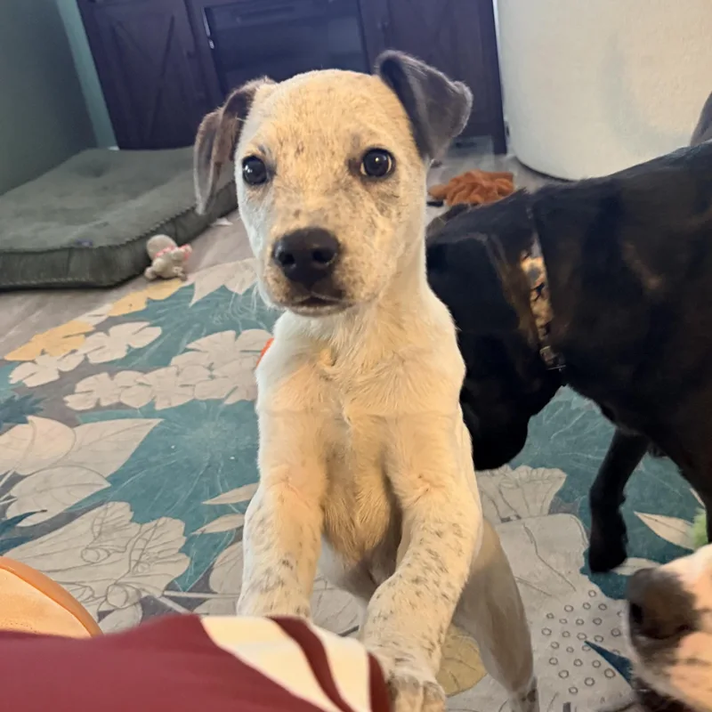 Marco Olympians  Local thumbnail 3