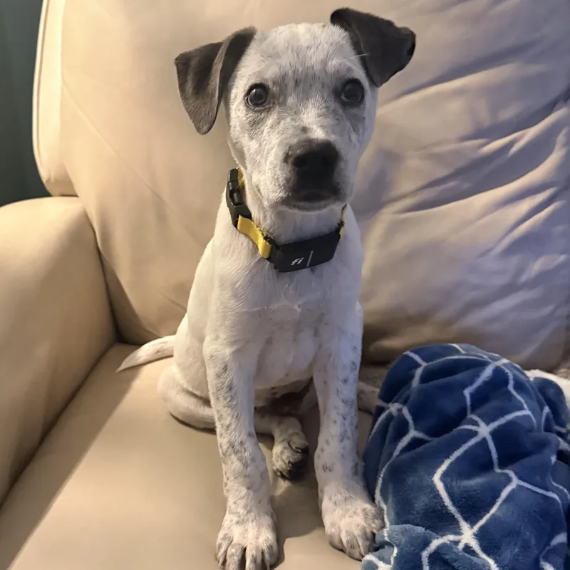 Marco Olympians  Local thumbnail 4