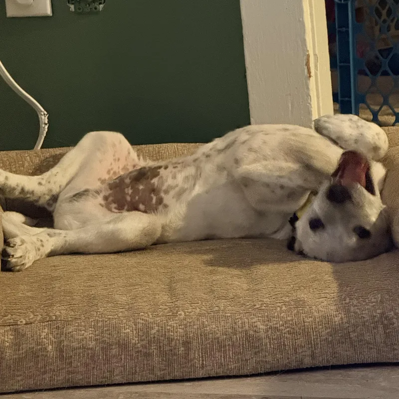 Marco Olympians  Local thumbnail 5