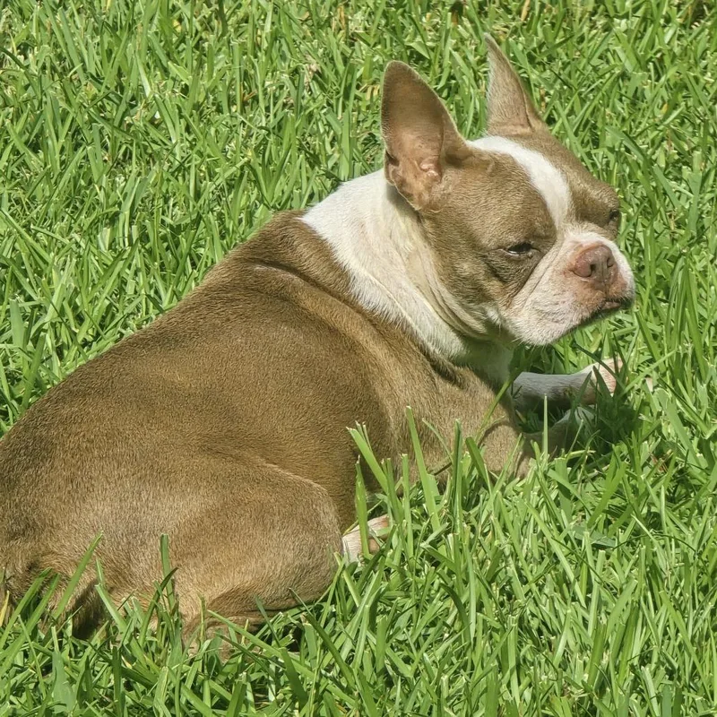 An adult small-sized female Brown / Chocolate Boston Terrier dog named Raspberry for adoption in Beulaville, NC