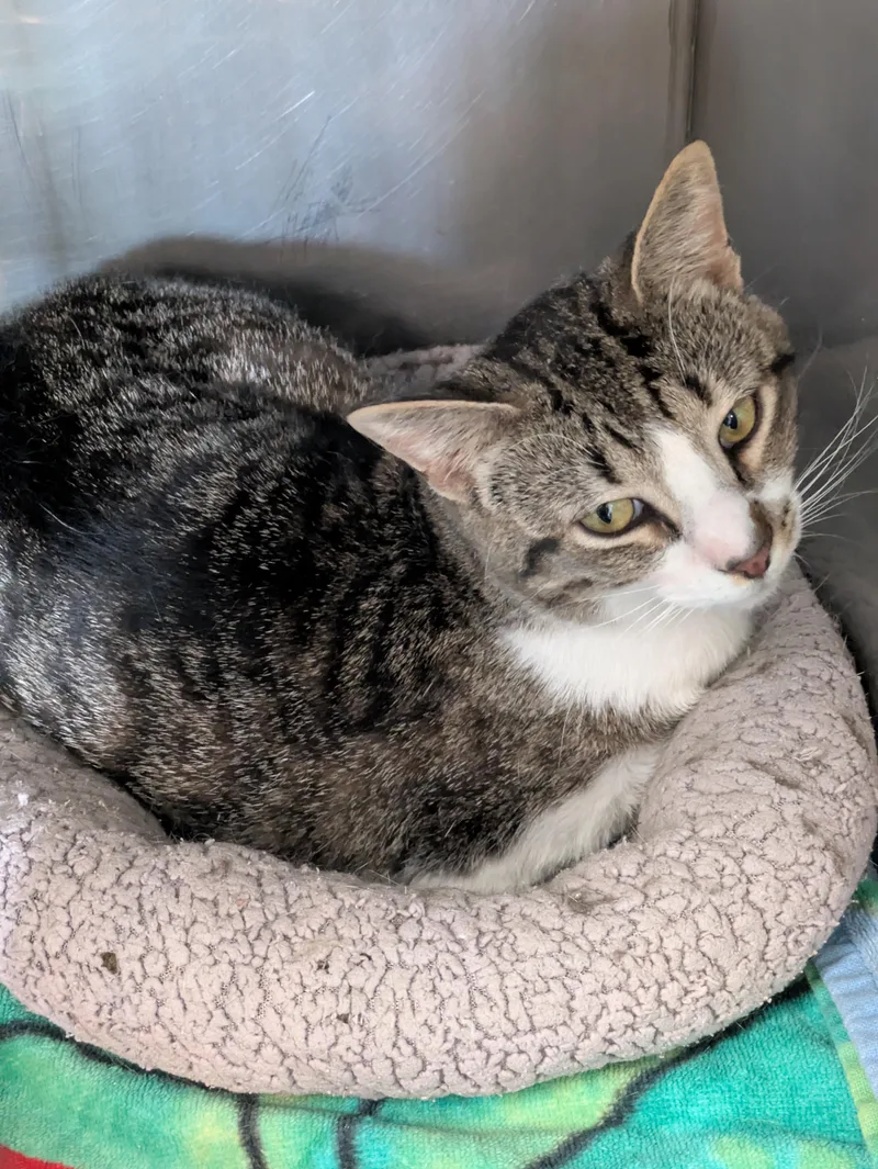 An adult medium-sized male Tabby (Brown / Chocolate) Domestic Short Hair cat named Striker for adoption in Bedford, VA