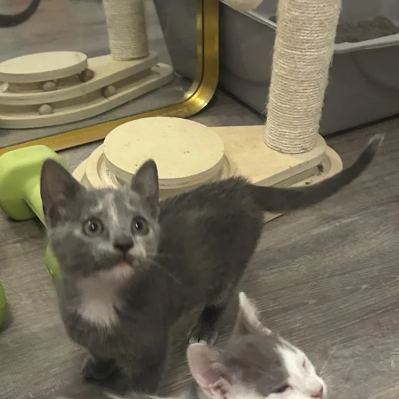 A baby small-sized female Gray / Blue / Silver Domestic Short Hair cat named Anna Maria for adoption in Jupiter, FL