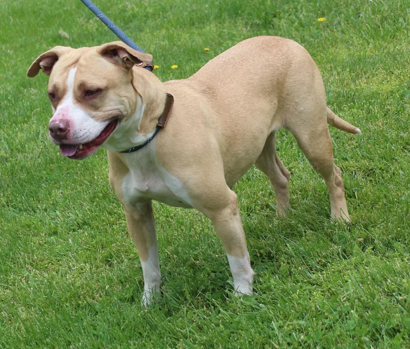 An adult medium-sized female Yellow / Tan / Blond / Fawn Pit Bull Terrier dog named Dawn for adoption in Heath, OH