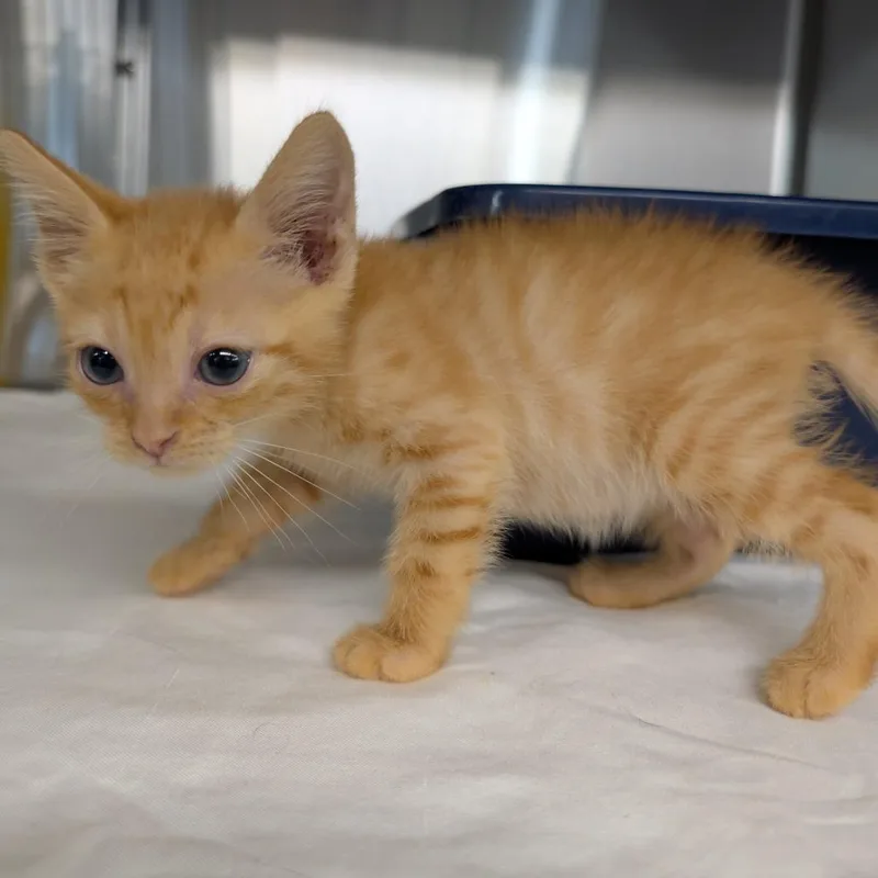 Cheeto thumbnail 2