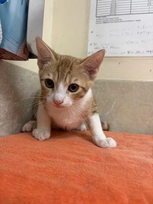 A baby small-sized male Domestic Short Hair cat named Martin for adoption in Honolulu, HI