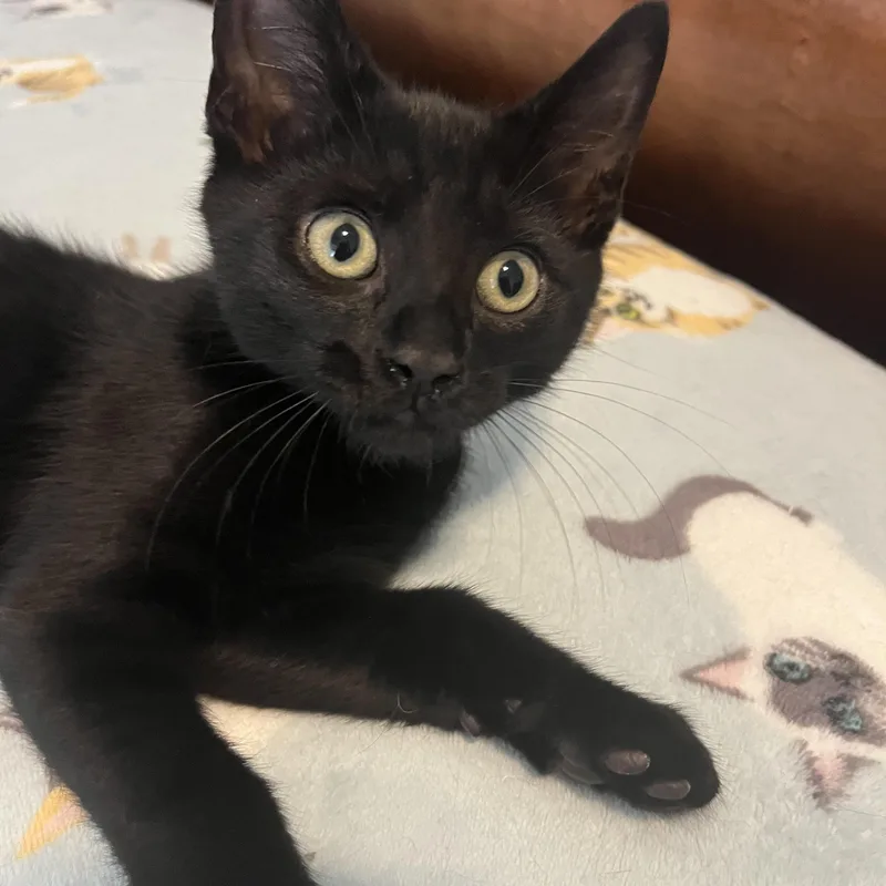 A baby medium-sized male Black Domestic Short Hair cat named Espresso for adoption in Duluth, GA