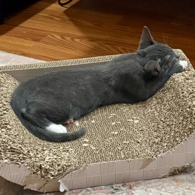 A baby small-sized male Gray / Blue / Silver Domestic Short Hair cat named Carl for adoption in Jupiter, FL