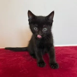 A baby medium-sized male Black Domestic Short Hair cat named Tabasco for adoption in Southern Pines, NC