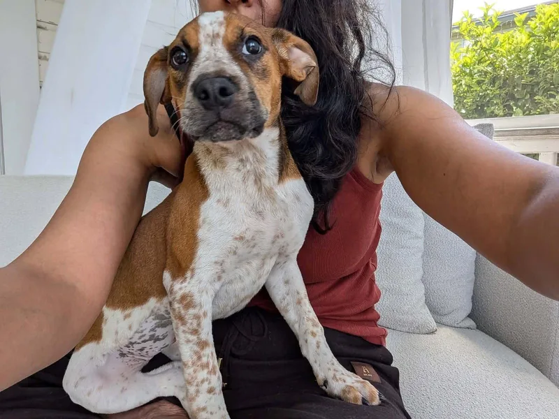 A baby medium-sized female Mixed Breed dog named Meadow for adoption in Holbrook, NY