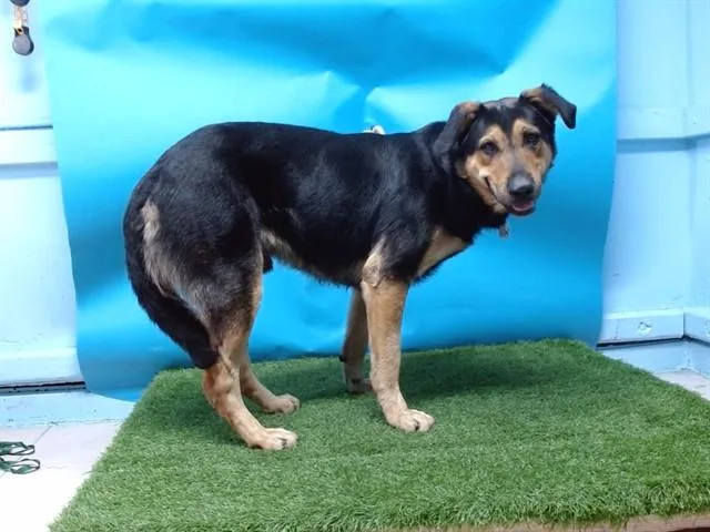 An adult large-sized male German Shepherd Dog dog named Jax for adoption in Gardena, CA