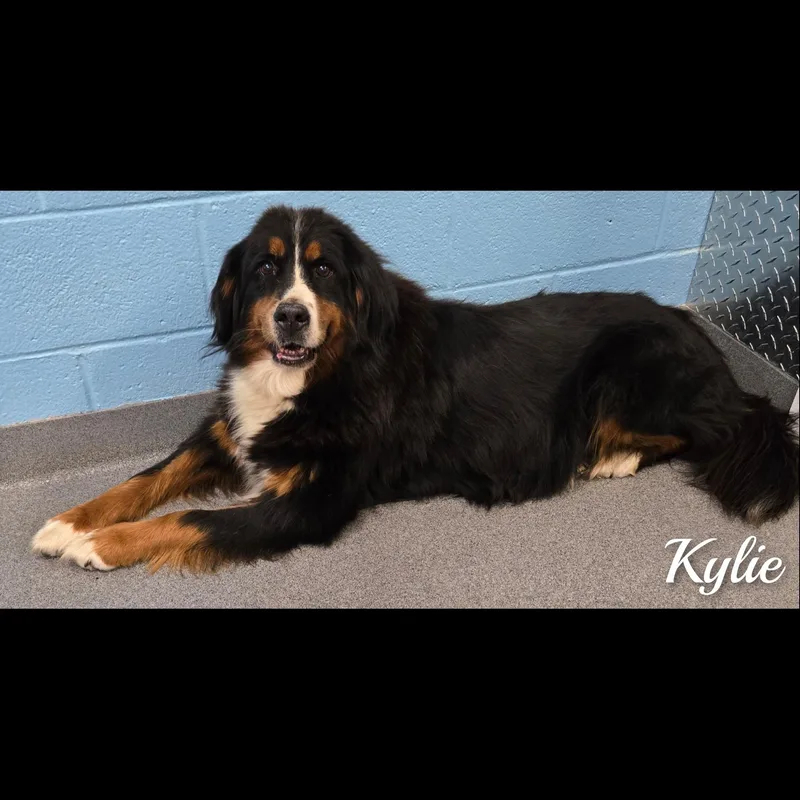 An adult large-sized female Tricolor (Brown, Black, & White) Bernese Mountain Dog dog named Kylie for adoption in Fredericksburg, VA