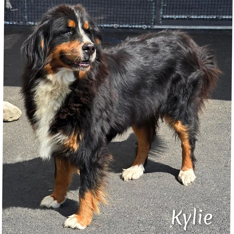 Kylie thumbnail 2
