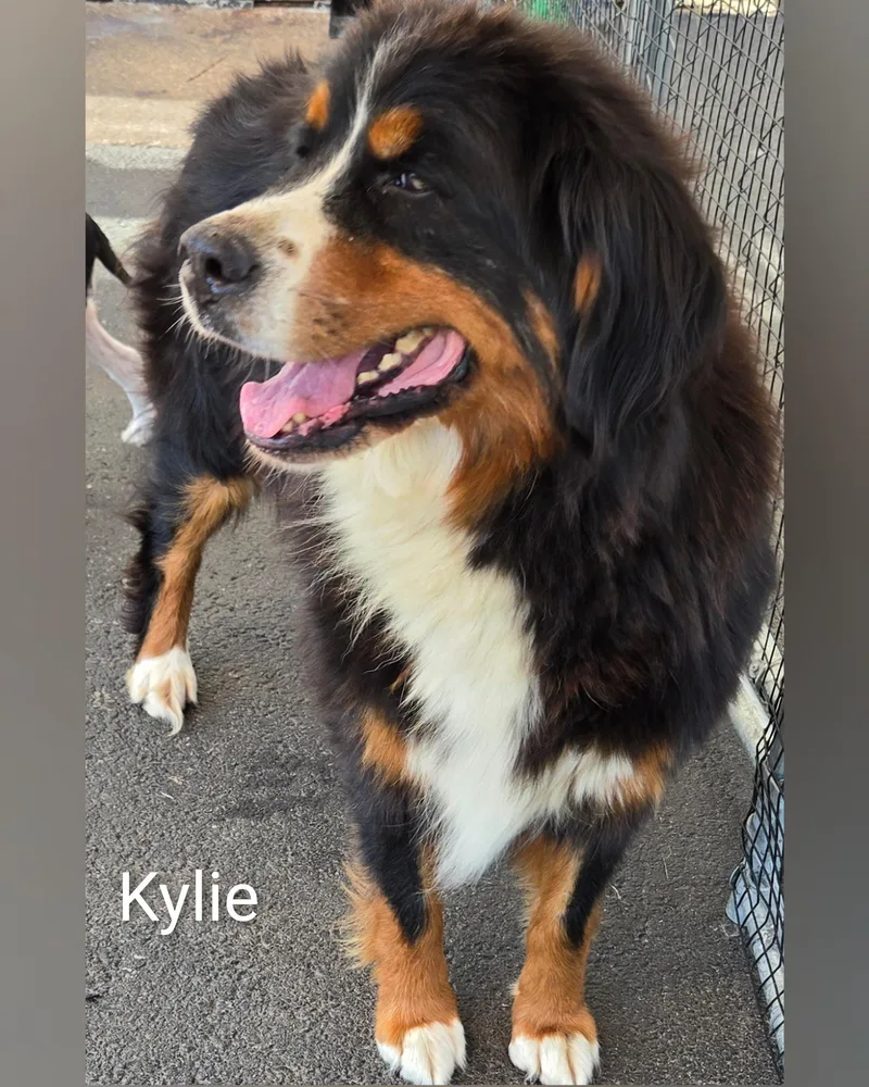 Kylie thumbnail 3