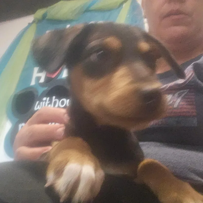 A young medium-sized male Black and Tan Coonhound dog named Zander for adoption in mount vernon, AR