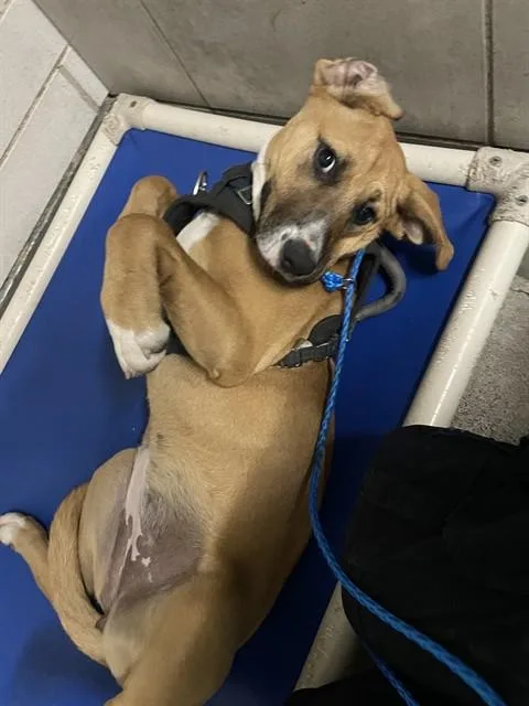 A young small-sized female Labrador Retriever dog named Penny for adoption in Stockton, CA