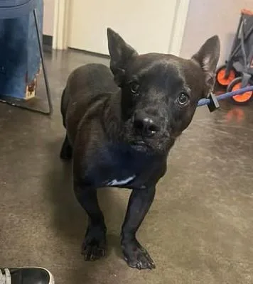 An adult medium-sized male Pit Bull Terrier dog named Ace for adoption in Rockwall, TX