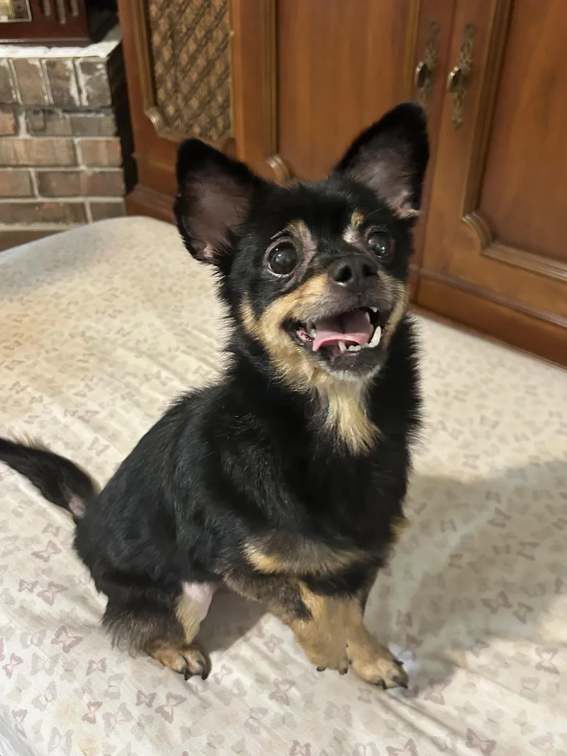 A senior small-sized female Chihuahua dog named Rattatat for adoption in Mobile, AL