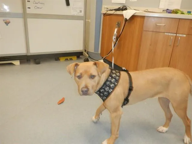 A young large-sized female Pit Bull Terrier dog named Paris for adoption in San Jose, CA