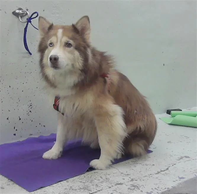 An adult large-sized male Husky dog named Hunter for adoption in Houston, TX