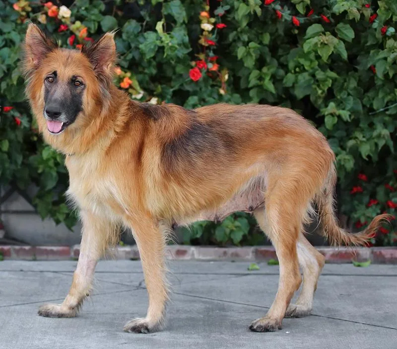 A young large-sized female Black German Shepherd Dog dog named Maiden Von Marne for adoption in Los Angeles, CA