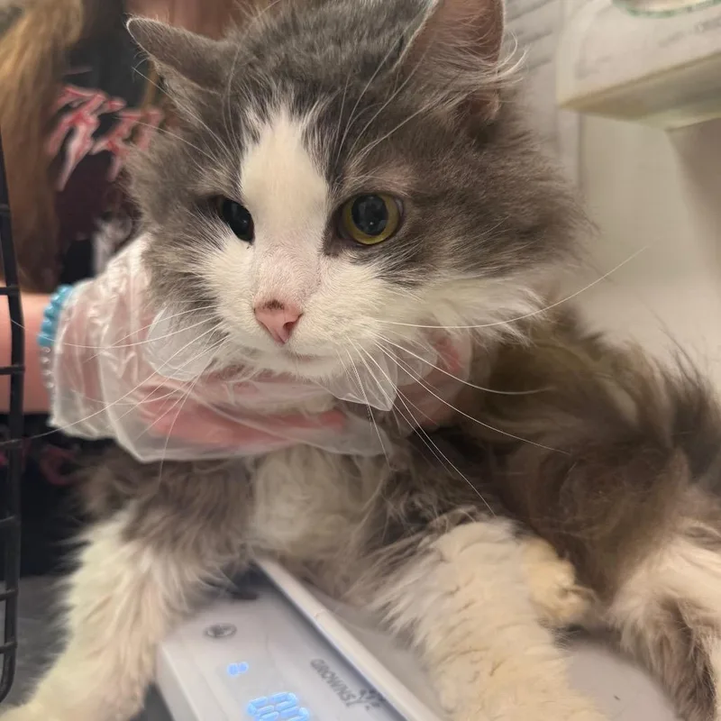 An adult medium-sized female Gray / Blue / Silver Domestic Medium Hair cat named Lakota for adoption in Charleston, WV