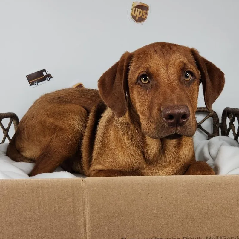 A baby medium-sized male Golden Labrador Retriever dog named Bulk Piece for adoption in Fort Wayne, IN