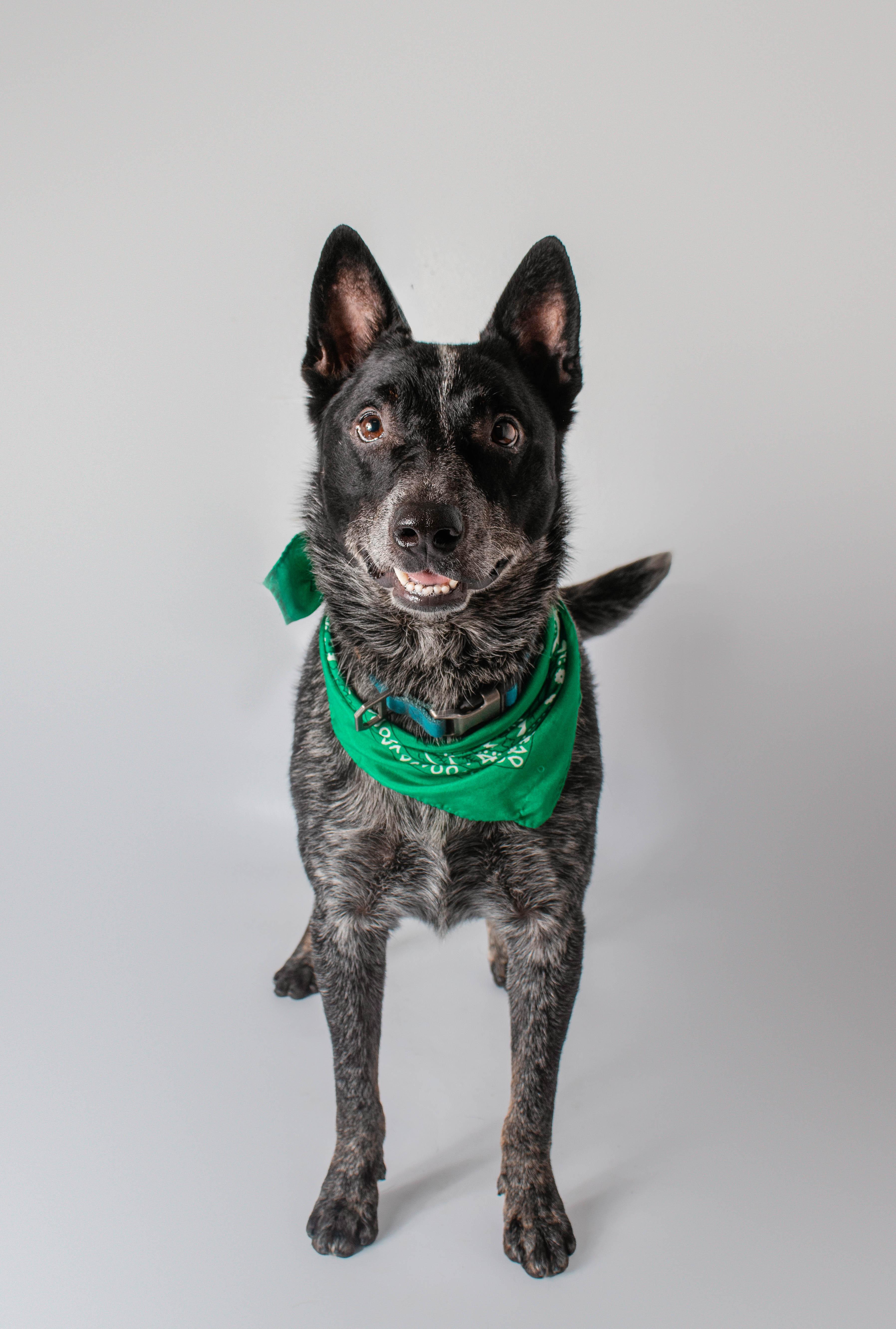An adult medium-sized male Australian Cattle Dog / Blue Heeler dog named Whiskey for adoption in Plaquemine, LA