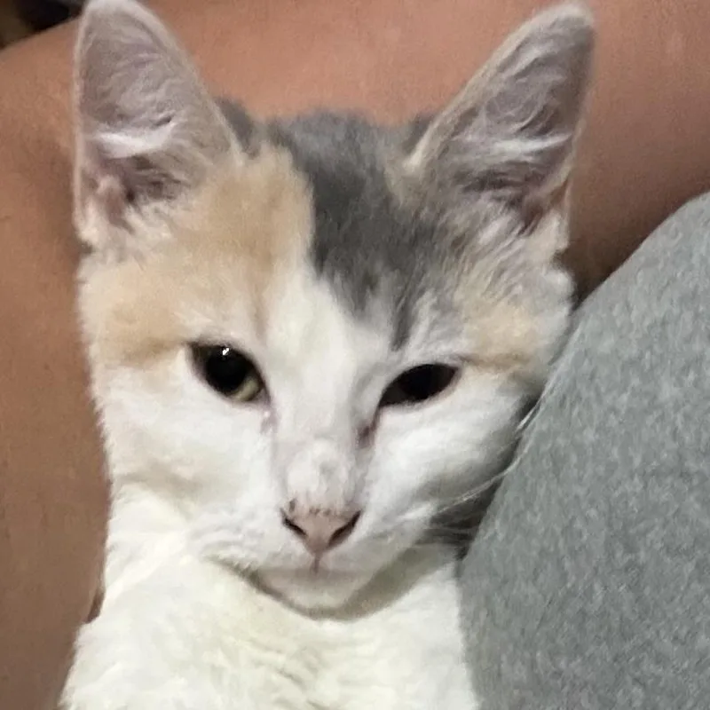 A baby medium-sized female Dilute Calico Domestic Medium Hair cat named Dolly P for adoption in Liverpool, TX