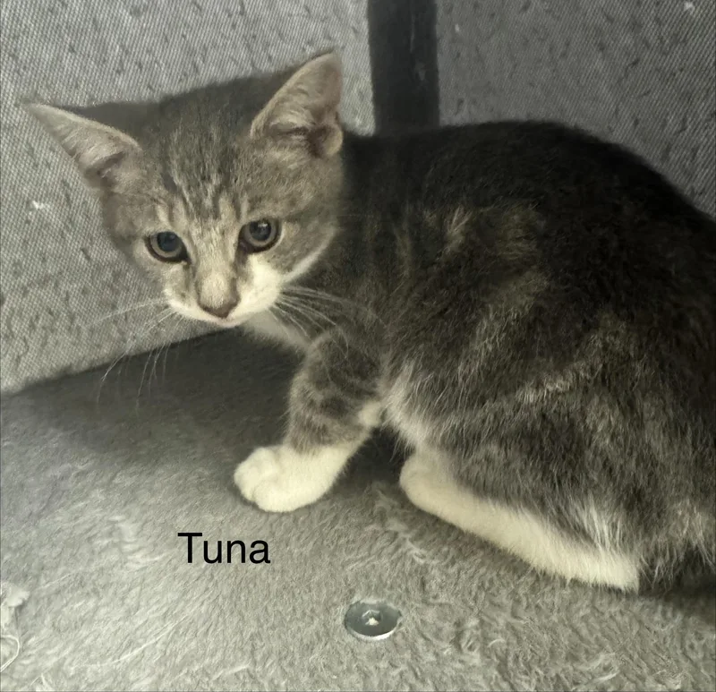 A baby medium-sized female Tabby (Gray / Blue / Silver) Domestic Short Hair cat named Tuna for adoption in Ulster, PA