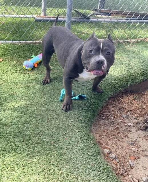 An adult medium-sized male Pit Bull Terrier dog named Brody for adoption in Downey, CA