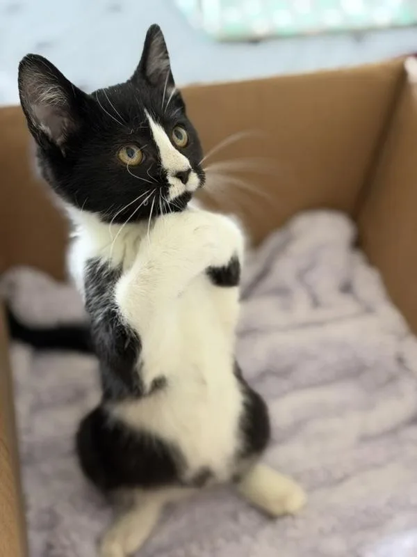 A baby small-sized female Domestic Short Hair cat named Mickey for adoption in Healdsburg, CA