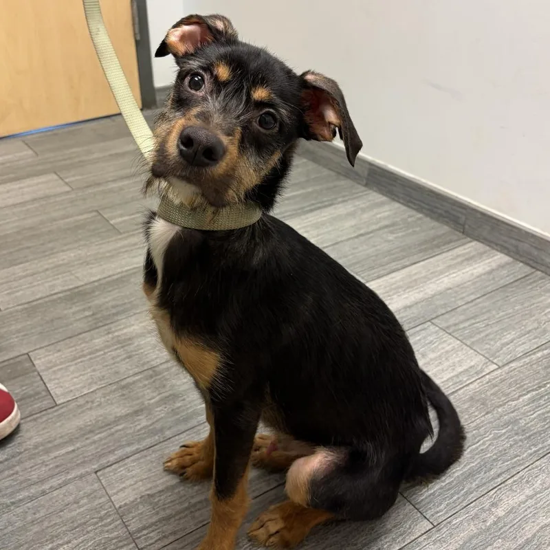 An adult medium-sized male Black Mixed Breed dog named Russell for adoption in Jacksonville, FL