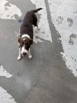 Gizmo