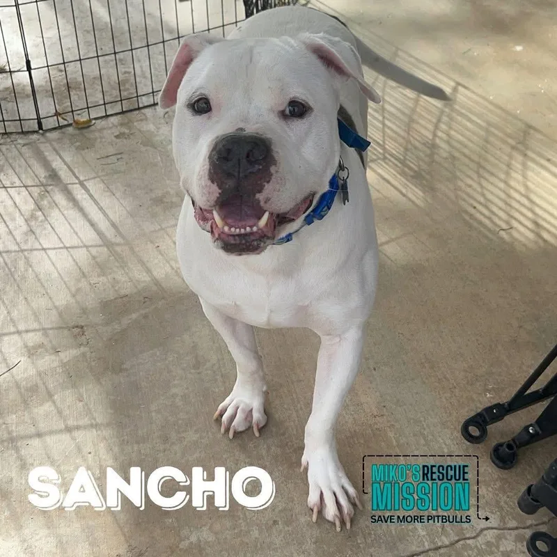 Sancho