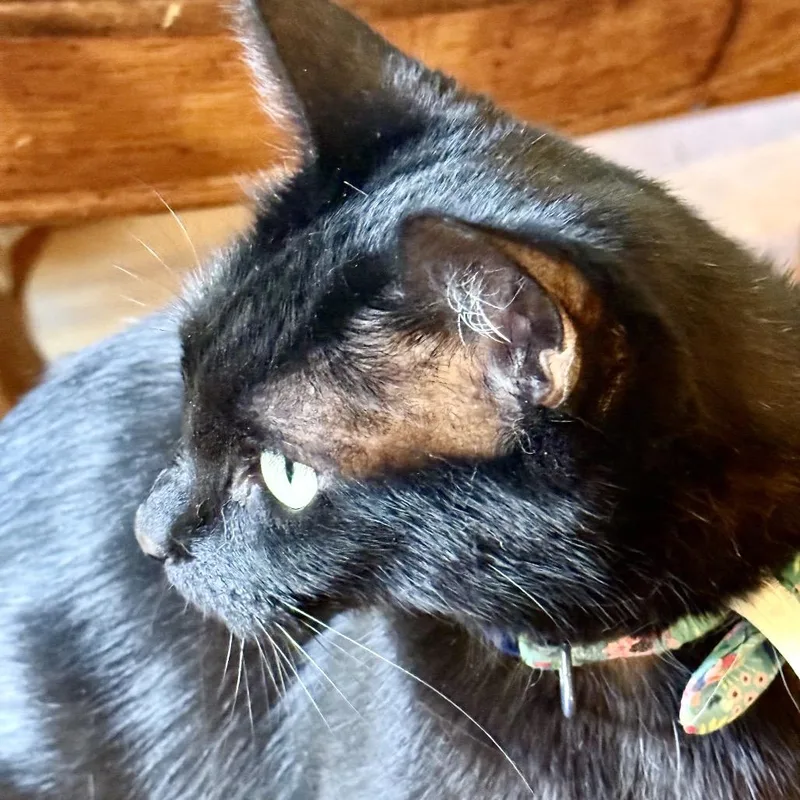 An adult medium-sized female Black Domestic Short Hair cat named Ella Fitz for adoption in Commerce City, CO