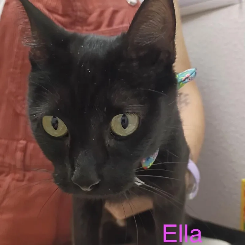 Ella Fitz thumbnail 4