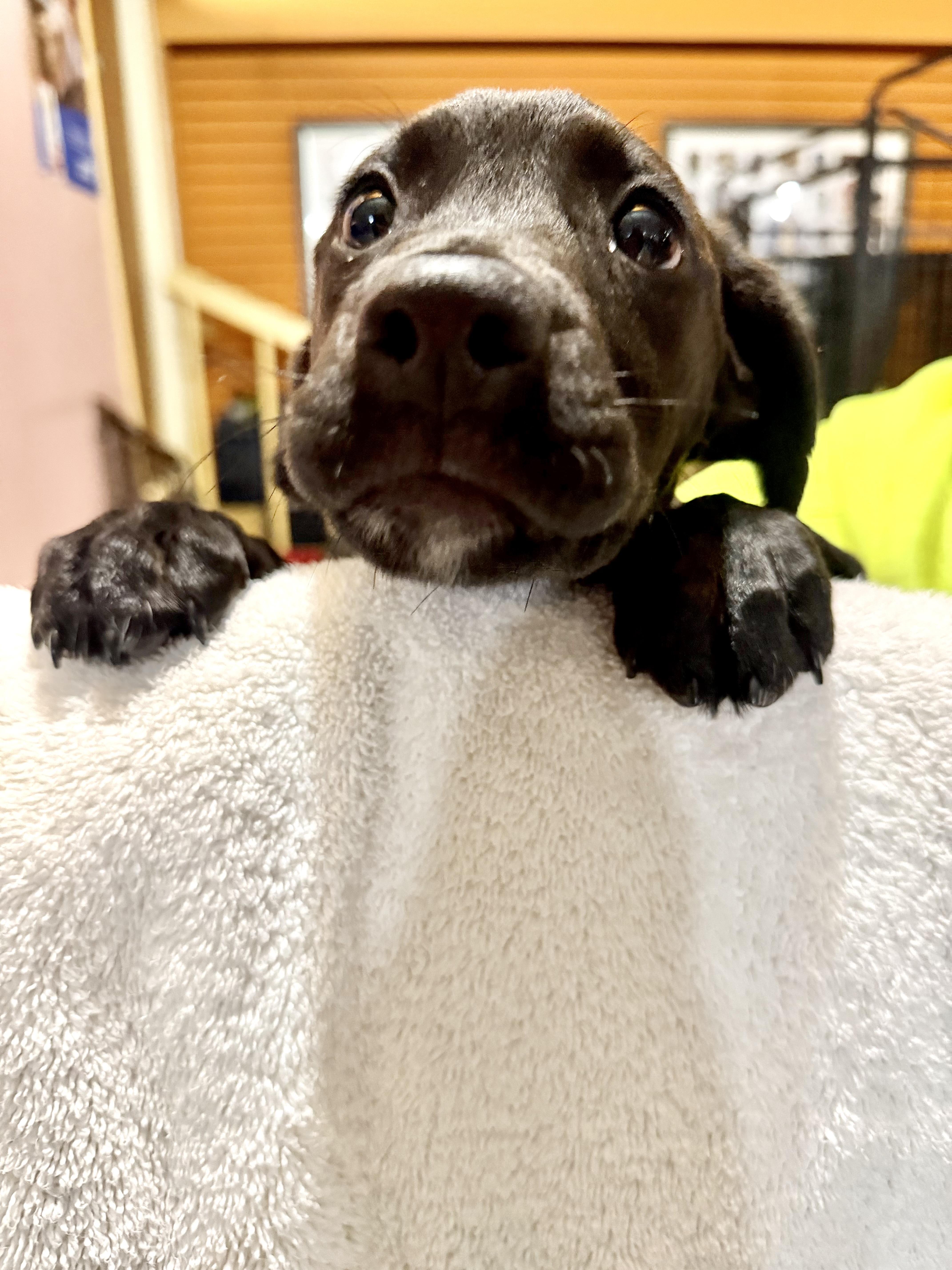 A baby medium-sized female Labrador Retriever dog named Ellie Mae for adoption in Madison Heights, MI
