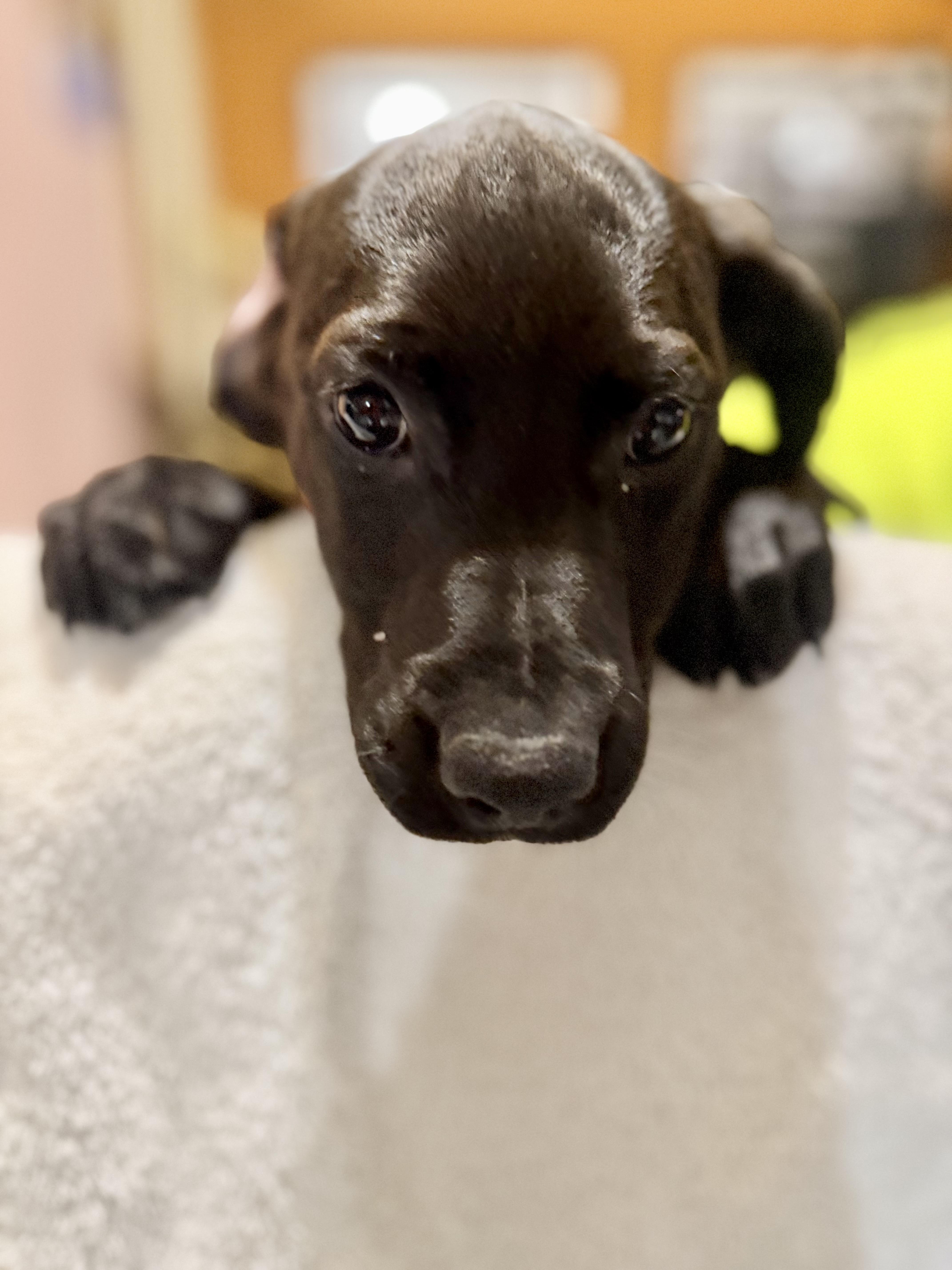 Ellie Mae thumbnail 2