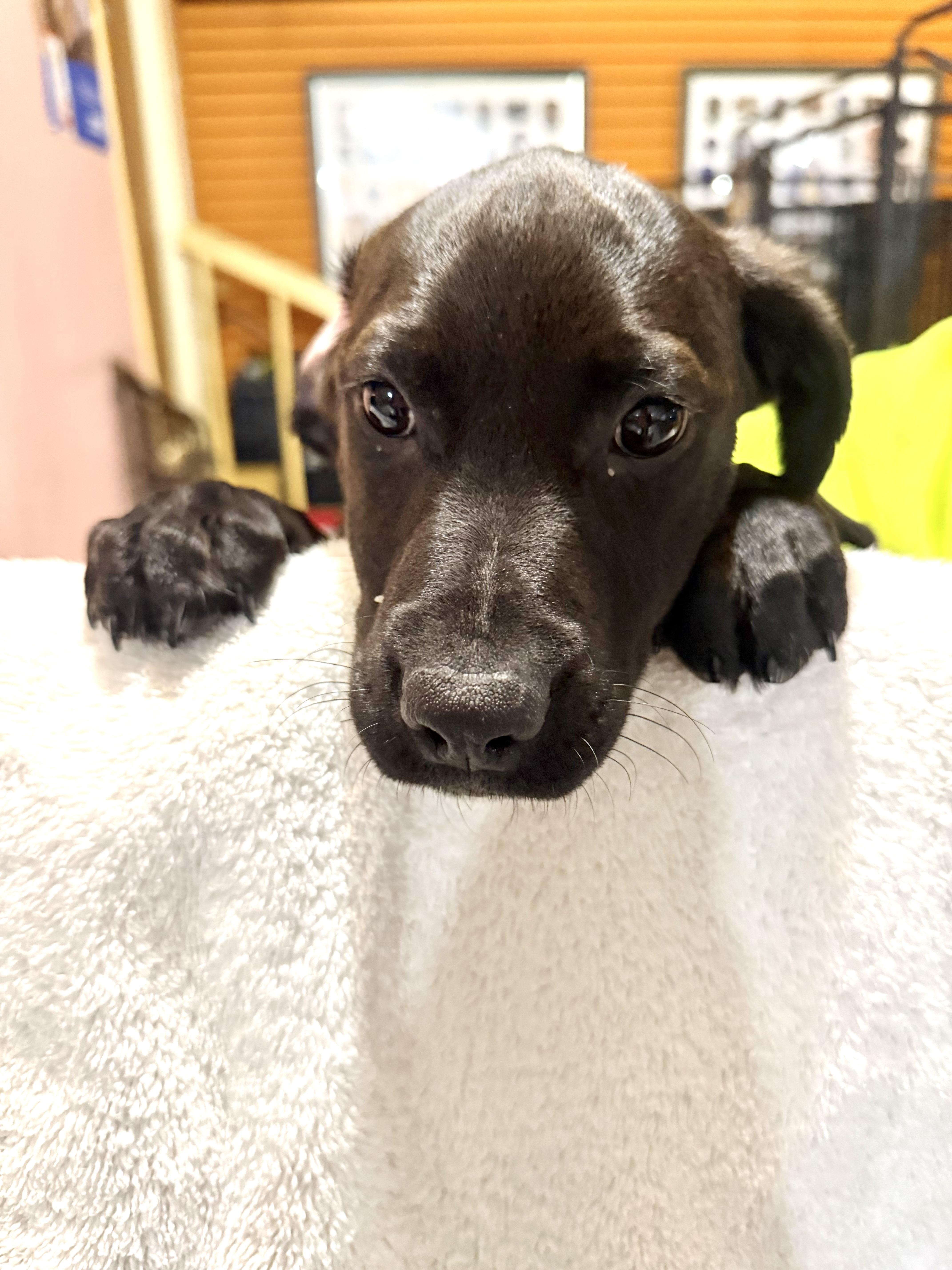 Ellie Mae thumbnail 3