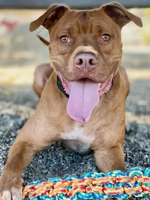 An adult large-sized male Pit Bull Terrier dog named Boomer for adoption in Chico, CA