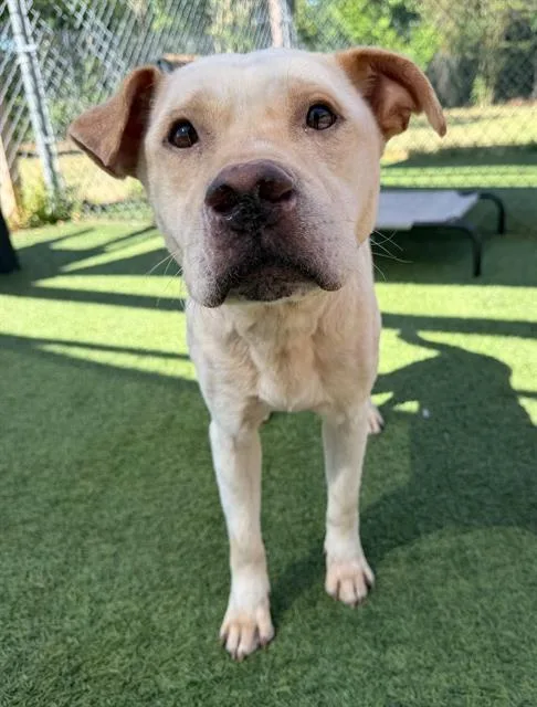 An adult medium-sized male Mixed Breed dog named Cotton for adoption in Columbia, SC