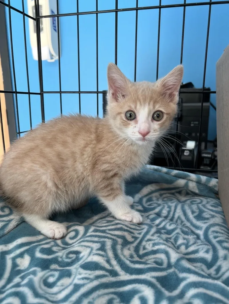 A baby small-sized male Buff & White Domestic Short Hair cat named Bunny for adoption in Philadelphia, PA