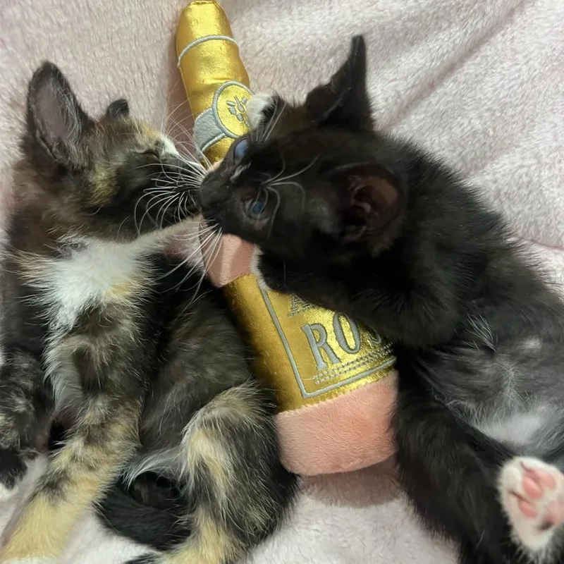 A baby small-sized female Black & White / Tuxedo Domestic Short Hair cat named Iris & Felicia PERFECTLY for adoption in Boca Raton, FL