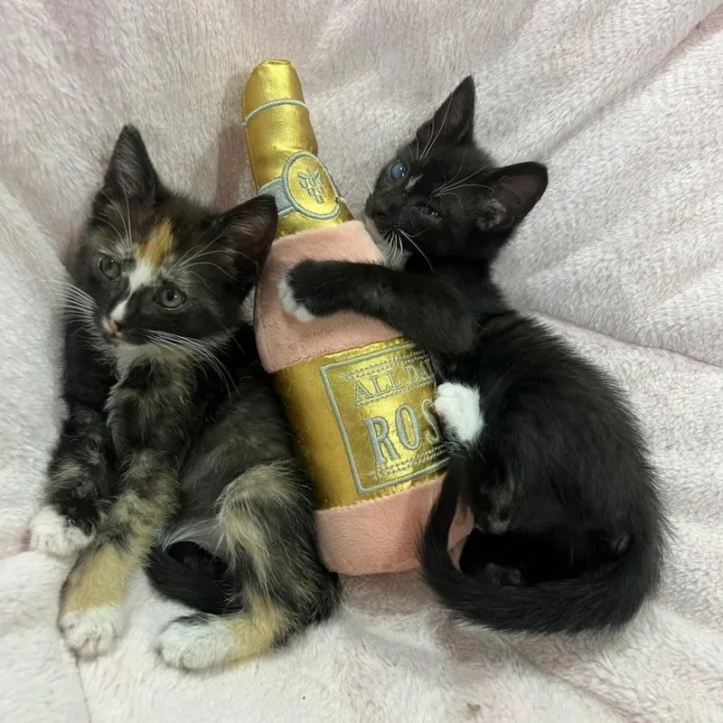 Iris & Felicia PERFECTLY thumbnail 3