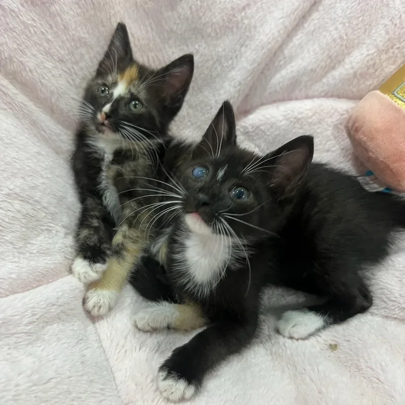 Iris & Felicia PERFECTLY thumbnail 4