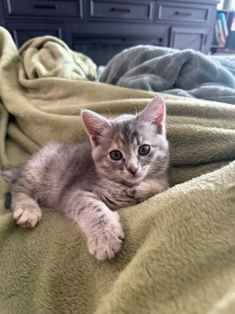 A baby medium-sized female Domestic Short Hair cat named Lily for adoption in Salt Lake City, UT